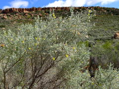 Aspalathus pedunculata