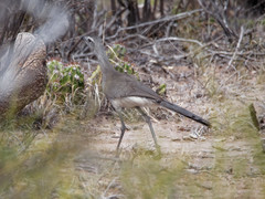 Chunga burmeisteri