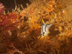 Polycera capensis