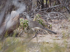 Chunga burmeisteri