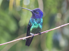 Chrysuronia oenone