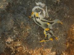 Polycera capensis