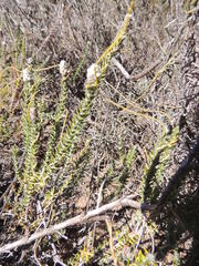 Phylica thunbergiana