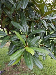 Magnolia grandiflora