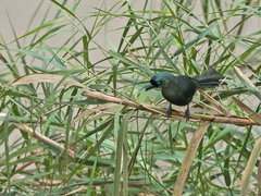 Crypsirina temia