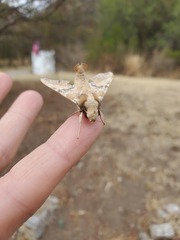 Callionima grisescens