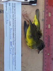 Geothlypis philadelphia