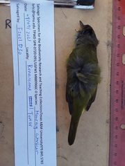 Geothlypis philadelphia