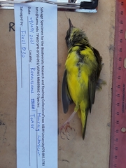 Geothlypis philadelphia