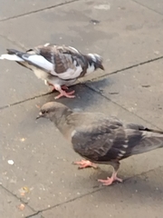 Columba livia domestica