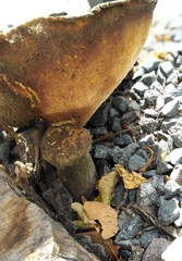 Cerioporus squamosus