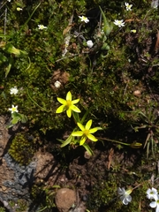 Pauridia gracilipes gracilipes