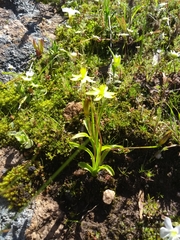 Pauridia gracilipes gracilipes