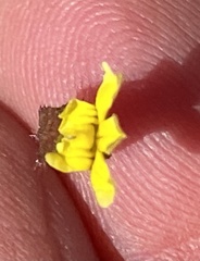 Goodenia berardiana