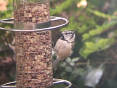 Lophophanes cristatus