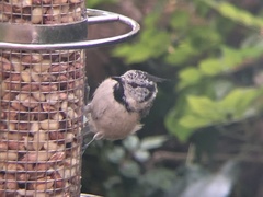 Lophophanes cristatus