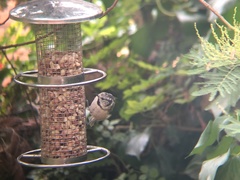 Lophophanes cristatus