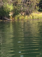 Podilymbus podiceps