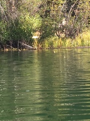 Podilymbus podiceps