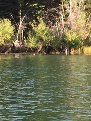 Podilymbus podiceps