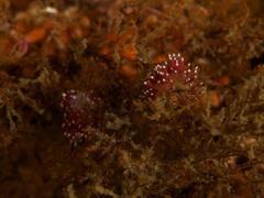 Paraflabellina funeka