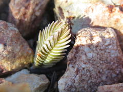 Crassula muscosa muscosa