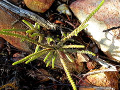 Crassula muscosa muscosa