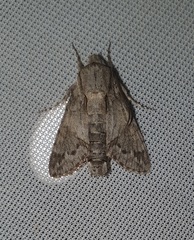Cautethia noctuiformis