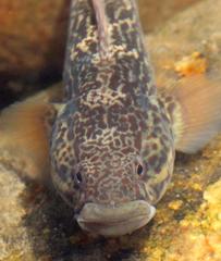 Caffrogobius