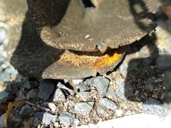 Cerioporus squamosus