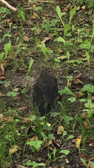 Turdus merula