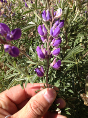 Lupinus formosus
