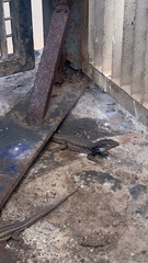 Gallotia galloti eisentrauti