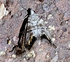 Eoparargyractis irroratalis
