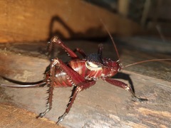 Polyancistrus loripes