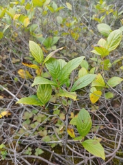 Rhamnus alnifolia