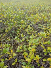 Rhamnus alnifolia