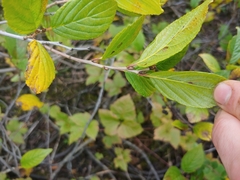Rhamnus alnifolia