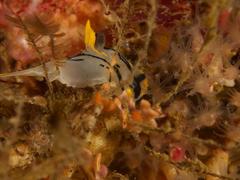 Polycera capensis