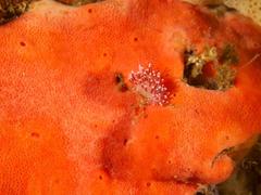 Paraflabellina funeka