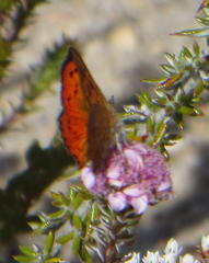 Chrysoritis chrysaor