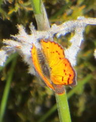 Chrysoritis chrysaor
