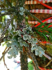 Parmotrema hypoleucinum