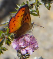 Chrysoritis chrysaor