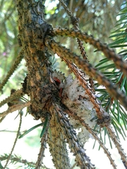 Parmotrema hypoleucinum