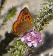 Chrysoritis chrysaor
