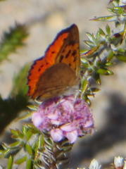 Chrysoritis chrysaor