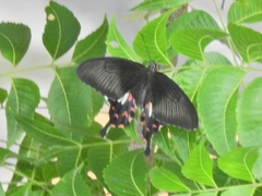 Papilio polytes