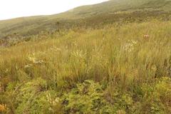 Erica albens longiflora