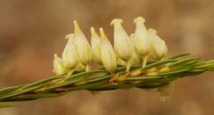 Erica albens longiflora